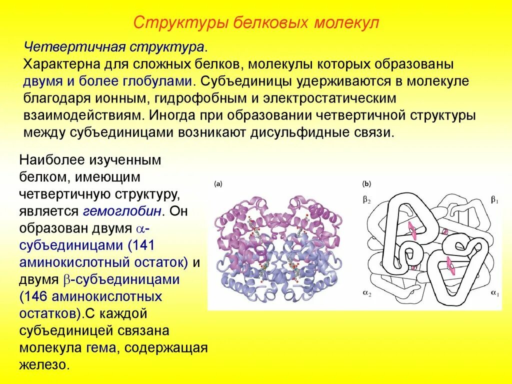 Гидрофобные радикалы повернуты внутрь глобулы. Четвертичная структура белковой молекулы. Четвертичная структура белка это глобулярные белки. Четвертичная структура характеристика. Белковая молекула структура.