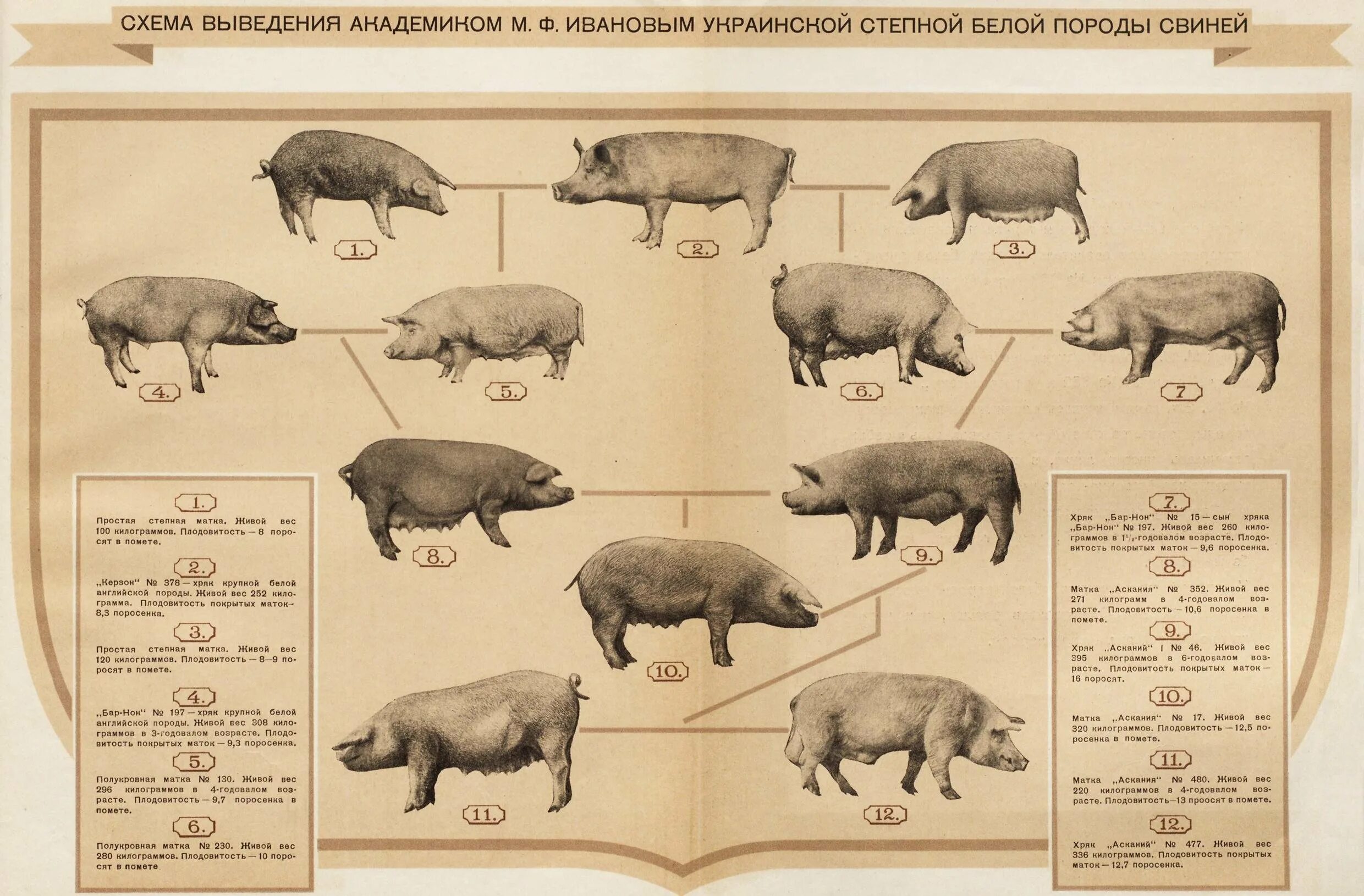 Уровень свиньи. Схема выведения украинской Степной белой породы свиней. Украинская Степная белая порода свиней. Выведение украинской Степной белой породы свиней. Схема пород свиней.