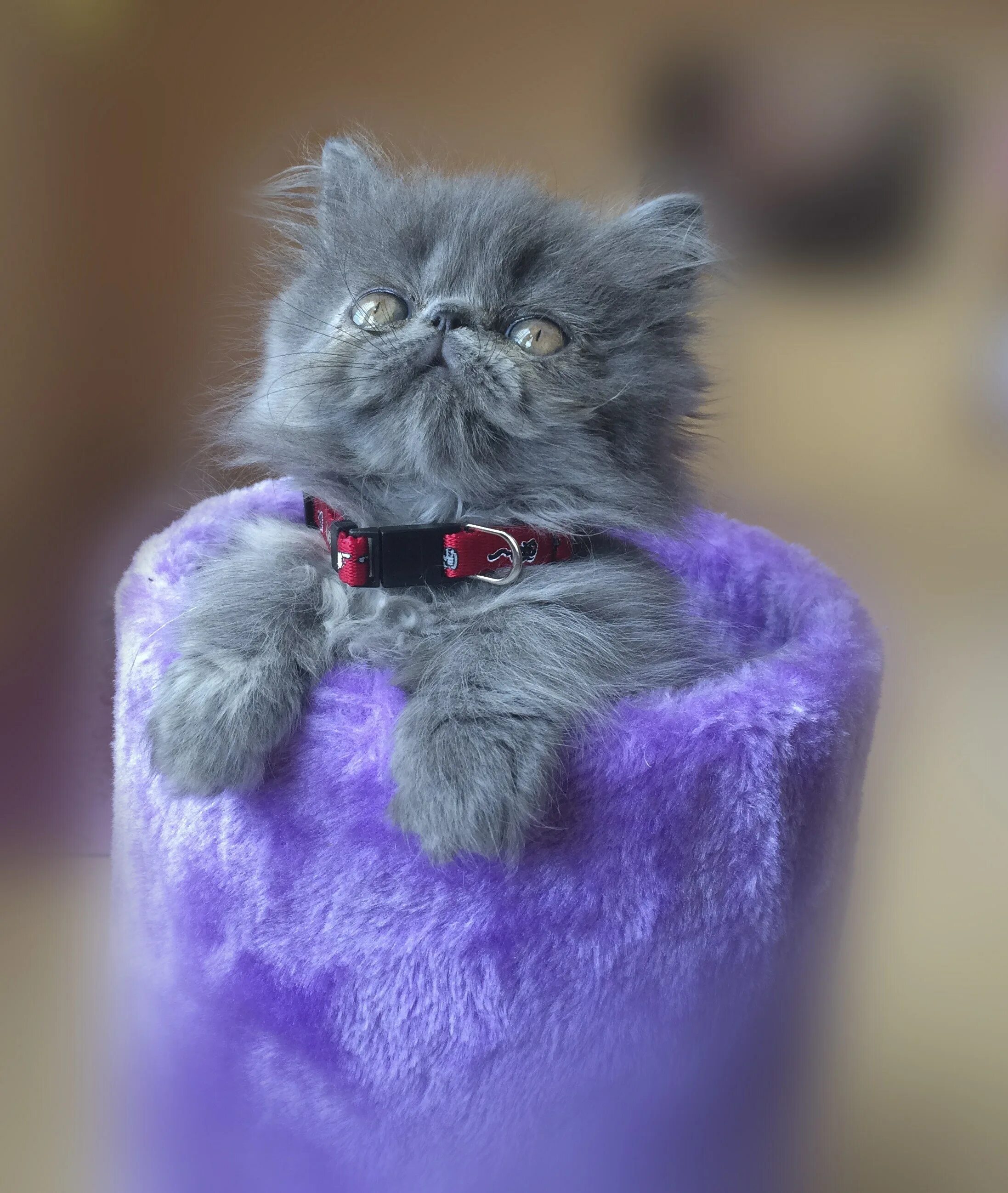 Коты синего цвета