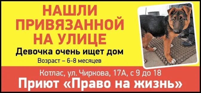 Приют котлас право на жизнь. Приют котлас право на жизнь