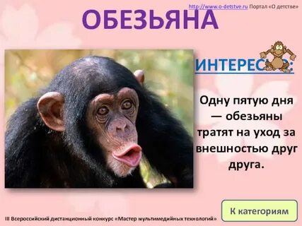 Когда день обезьяны