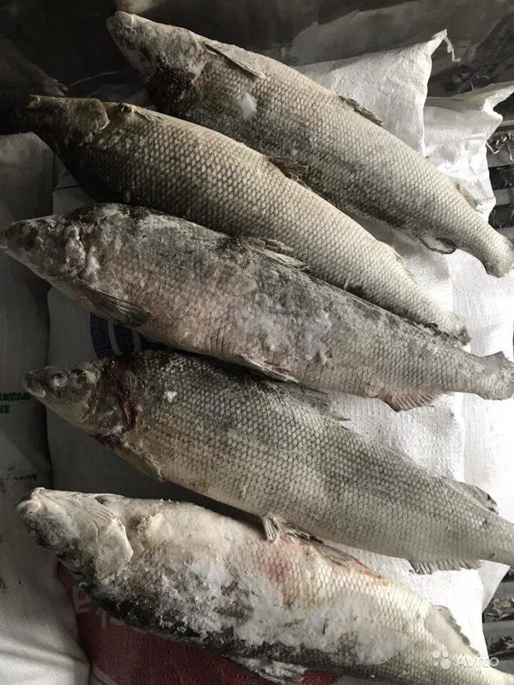 Муксун новости. Муксун рыба. Муксун рыба. Муксун обь. Муксун новости.