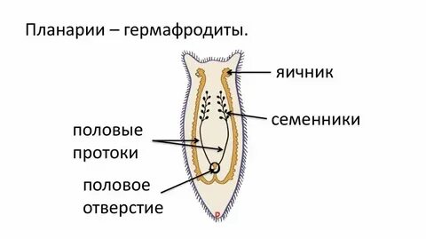 Половая система гермафродита
