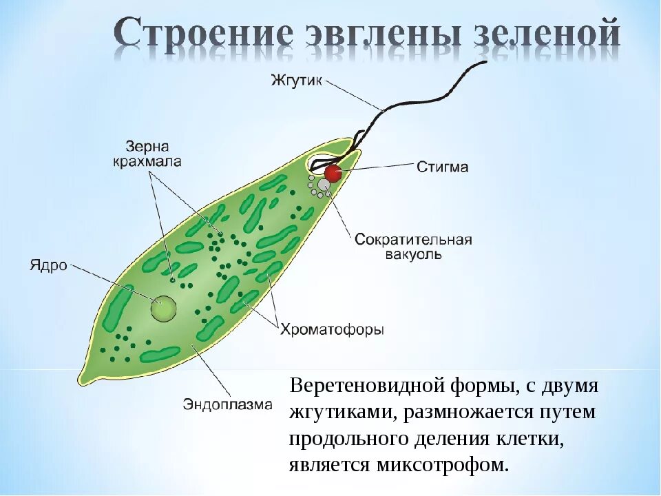 Жгутиконосцы эвглена зеленая. Строение жгутиковых простейших. Строение жгутиковые эвглена зеленая. Тип простейшие строение эвглены. Какое строение имеет простейшие