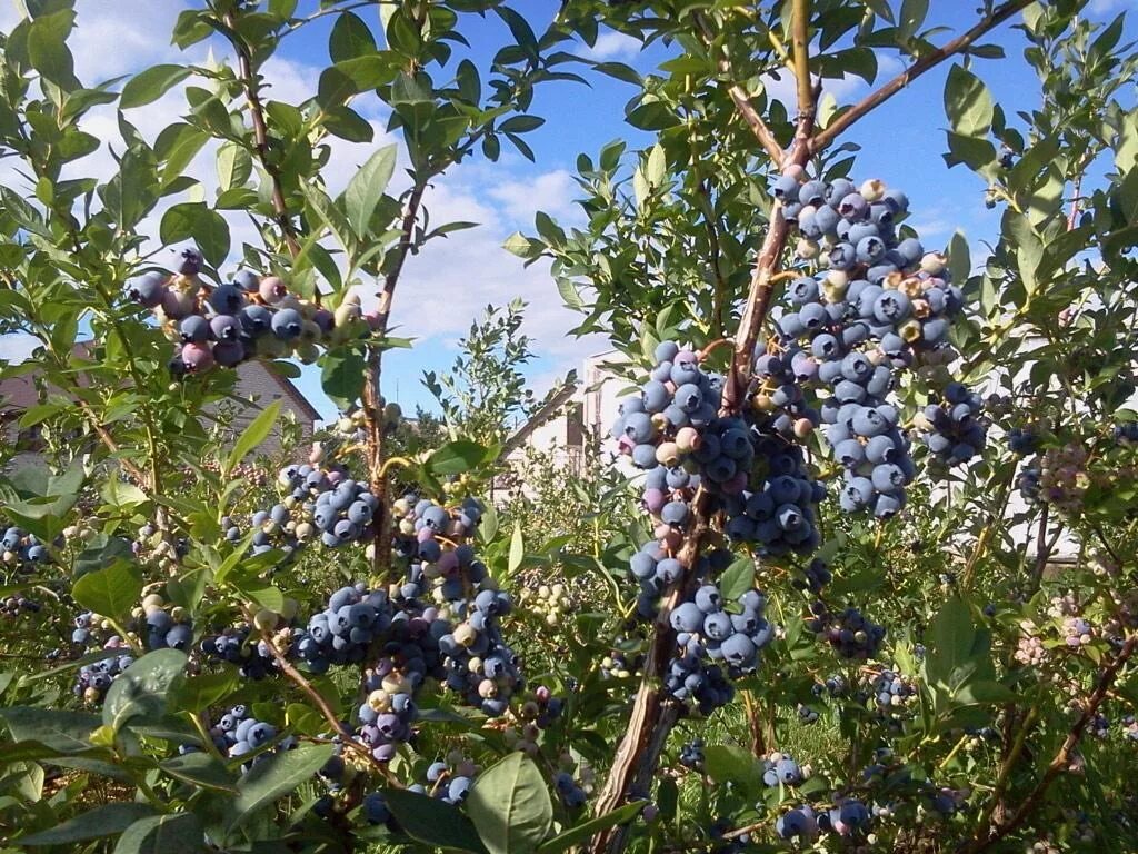 голубика эрлиблю. голубика сорт дюк. голубика садовая сорта дюк. голубика дюк блюкроп. голубика дюк растет в стороны.