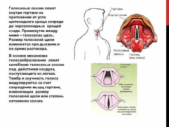 Голосовые связки у человека расположены. Строение голосовых связок. Голосовые связки расположены между. Голосовая связка гортани. Между голосовыми связками голосовая