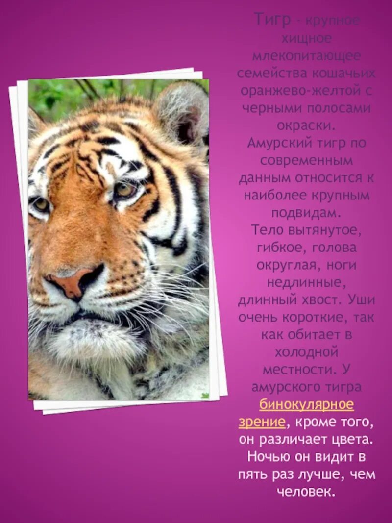 Амурский тигр. Описание тигра. Сообщение о Тигре. Доклад о Тигре.