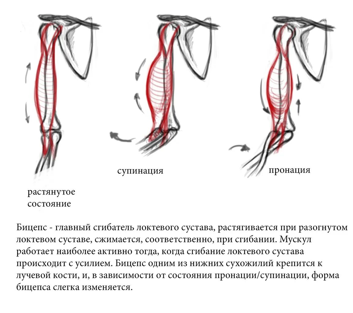 Супинировать плечо. Пронация плеча это. Пронация и супинация кисти. Пронация и супинация локтевого сустава. Пронация и супинация предплечья.