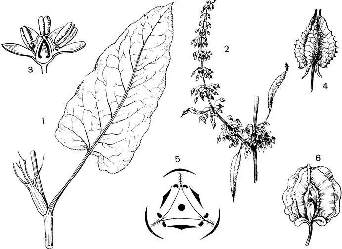 Формы половых губ у девушек персик щавель. Щавель семейство гречишные. Семейство гречишные формула цветка. Гинецей гречишных. Соцветия гречишных.