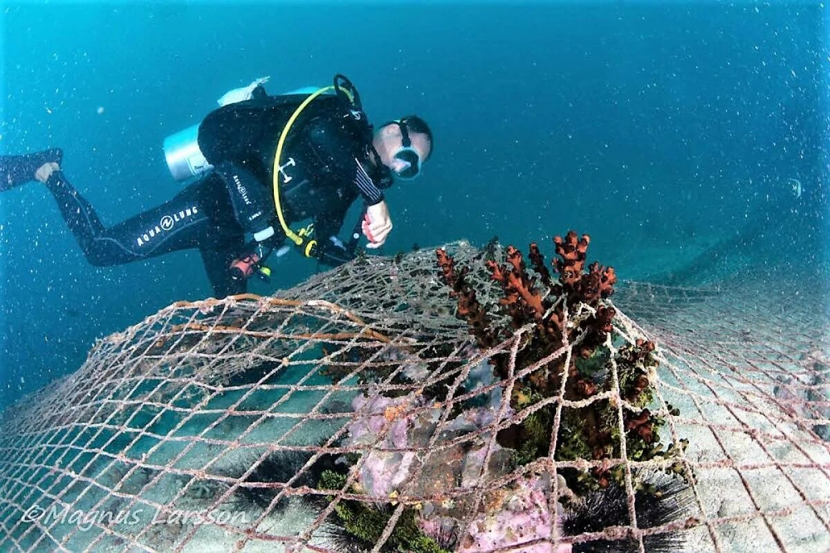 9 dives
