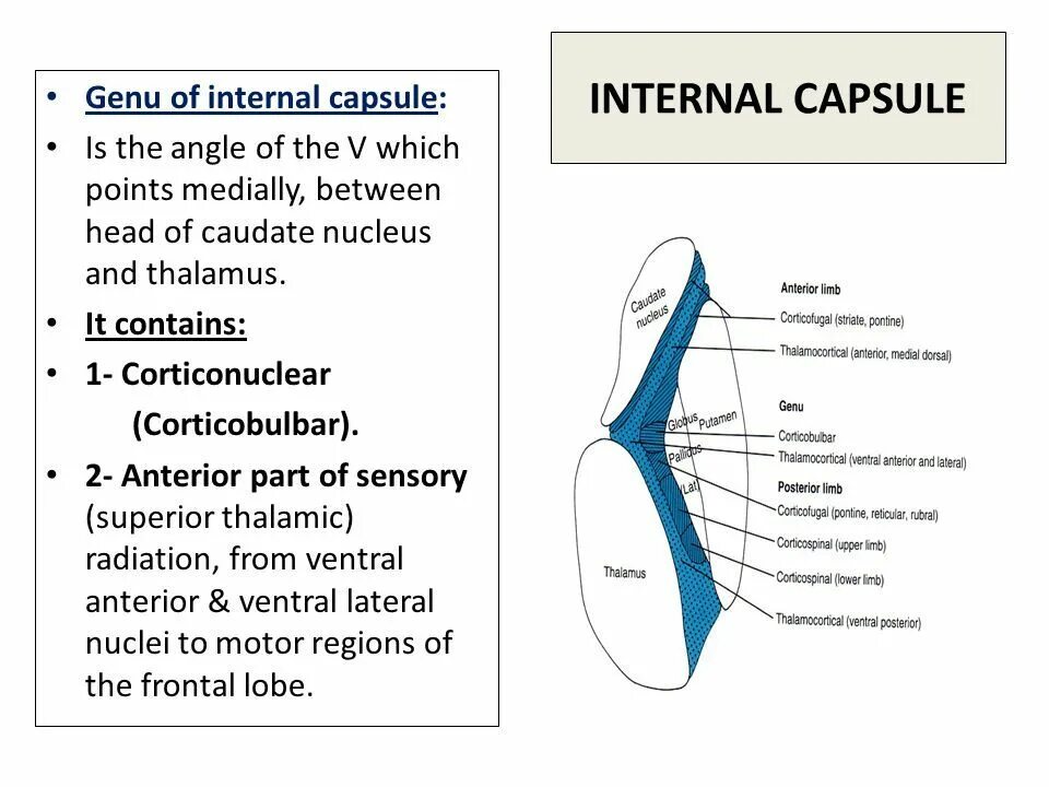 Internal что значит. Internal Capsule. Anterior Limb of Internal Capsule. Genu capsulae анатомия. Capsula Internal строение.