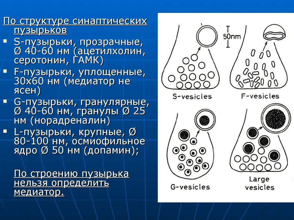 Значение слова пузырек. Синаптические пузырьки. Строение синаптических пузырьков. Синаптические пузырьки функции. Синаптические пузырьки везикулы содержат.