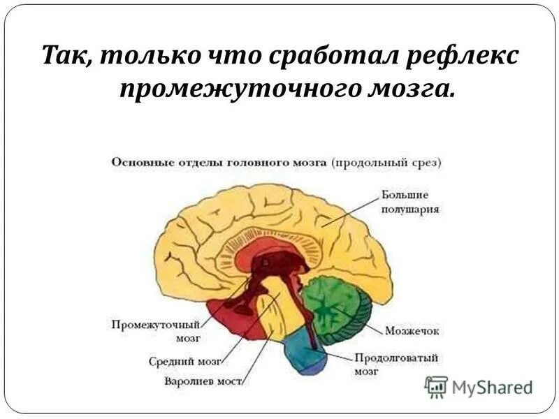 Рефлекторные центры головного мозга. Рефлексы промежуточного мозга. Рефлексы промежуточного мозга кратко. Промежуточный мозг рефлексы головного мозга. Промежуточный мозг рефлекторная.