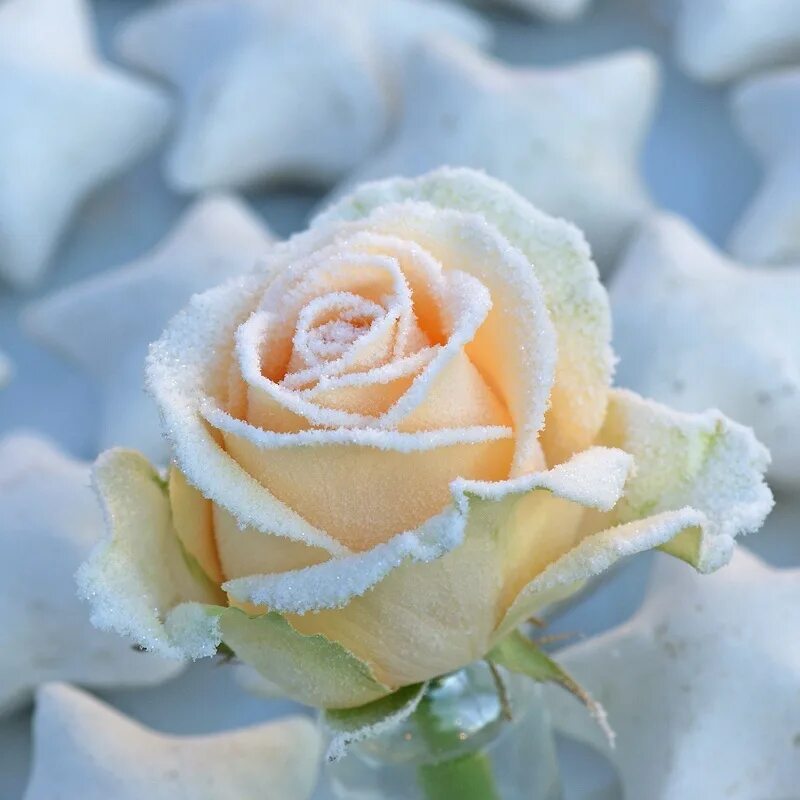 цветы зимой. белые цветы зимой. зимние белые розы. зимние белые розы. зимние белые розы.