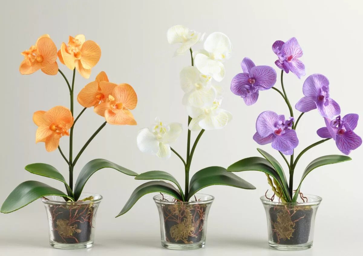 Орхидея фаленопсис. Орхидея фаленопсис комнатное растение. Орхидея фаленопсис в горшке. Орхидея фаленопсис Алексия.