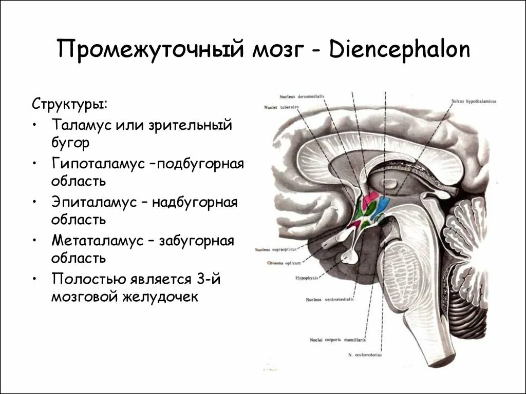 Промежуточный отдел функции. Промежуточный мозг анатомия строение. Промежуточный мозг гипоталамус строение. Анатомическое строение промежуточного мозга. Структуры промежуточного мозга.