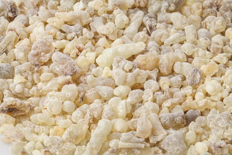 Male frankincense video. Растение boswellia serrata. Босвеллия смола. Босвеллия смола. Оман ладан ходжари.