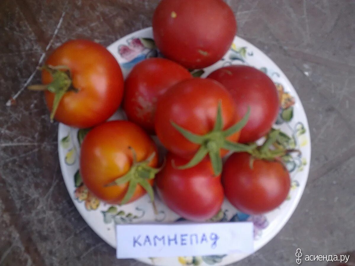 Томат мамино. Томат мамино