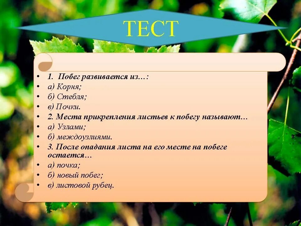 Тест биологии 5 6 класс. Тест по строению листа. Тест по биологии строение листа. Внешнее строение листа. Тест на тему лист растений.