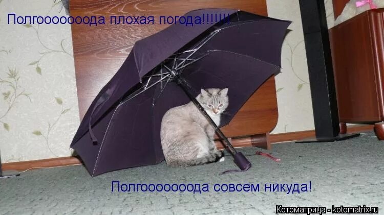 погода плохая погода кто пел. полгода плохая погода кто поет. погода плохая погода кто пел. у природы нет плохой погоды текст песни. у природы нет плохой погоды гифки прикольные.