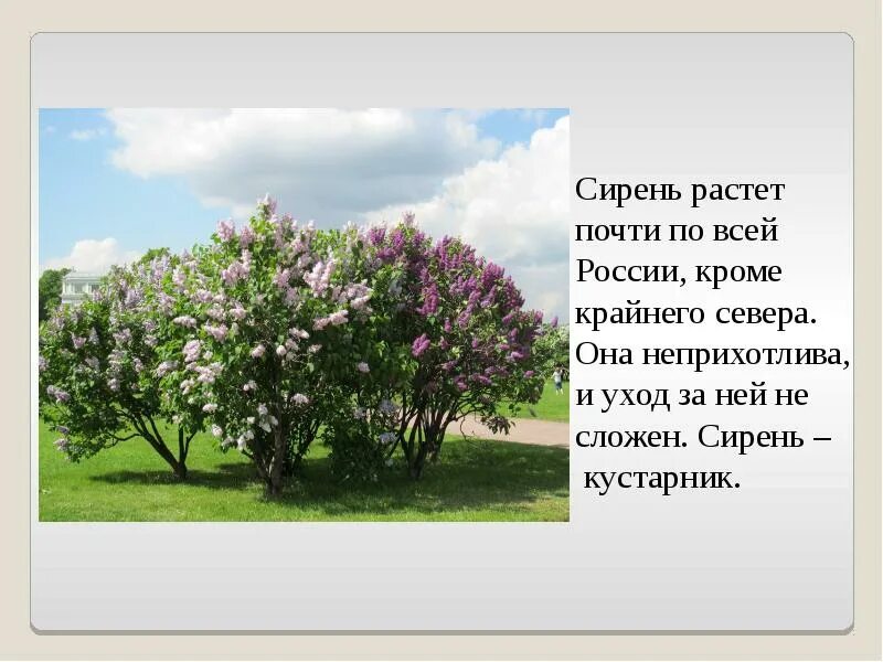 Ширина куста сирени. Сирень растет. Разросшаяся сирень. Где растет сирень.