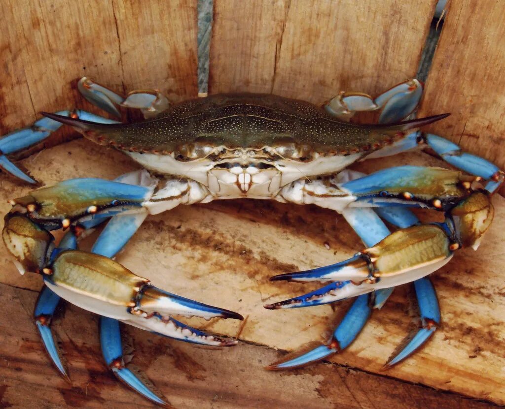 Балаково краб. Maryland Blue Crab. Голубой краб. Краб с голубыми клешнями. Египетский краб.