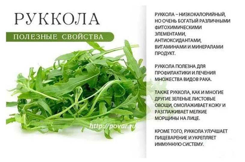 На сколько полезен салат. Рукола микрозелень витамины. Сельдерей руккола базилик. Петрушка, сельдерей, укроп, руккола, базилик .... Зелень для салатов.