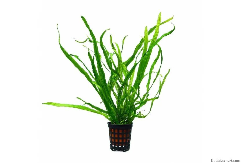 Папоротник таиландский (microsorum pteropus). Папоротник таиландский узколистный аквариумное. Папоротник таиландский узколистный. Папоротник таиландский узколистный. Таиландский папоротник (микрозориум).
