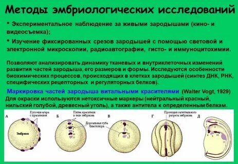 Изучение зародышей организмов