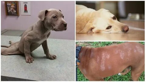 Признаки глистов у собаки лечение