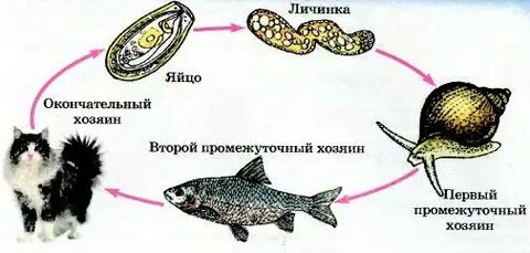 Жизненный цикл кошачьей