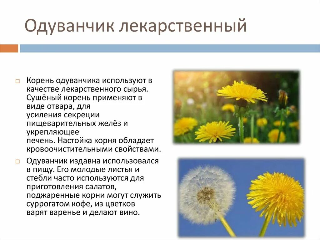 Как используется одуванчик. Одуванчик лекарственное растение. вид одуванчика лекарственного. характеристика одуванчика.