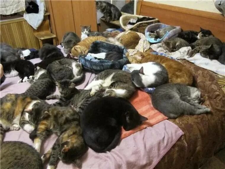 Приснилось много кошек. Куча котов в квартире. Много котов в квартире. Много животных в квартире. Множество кошек в квартире.
