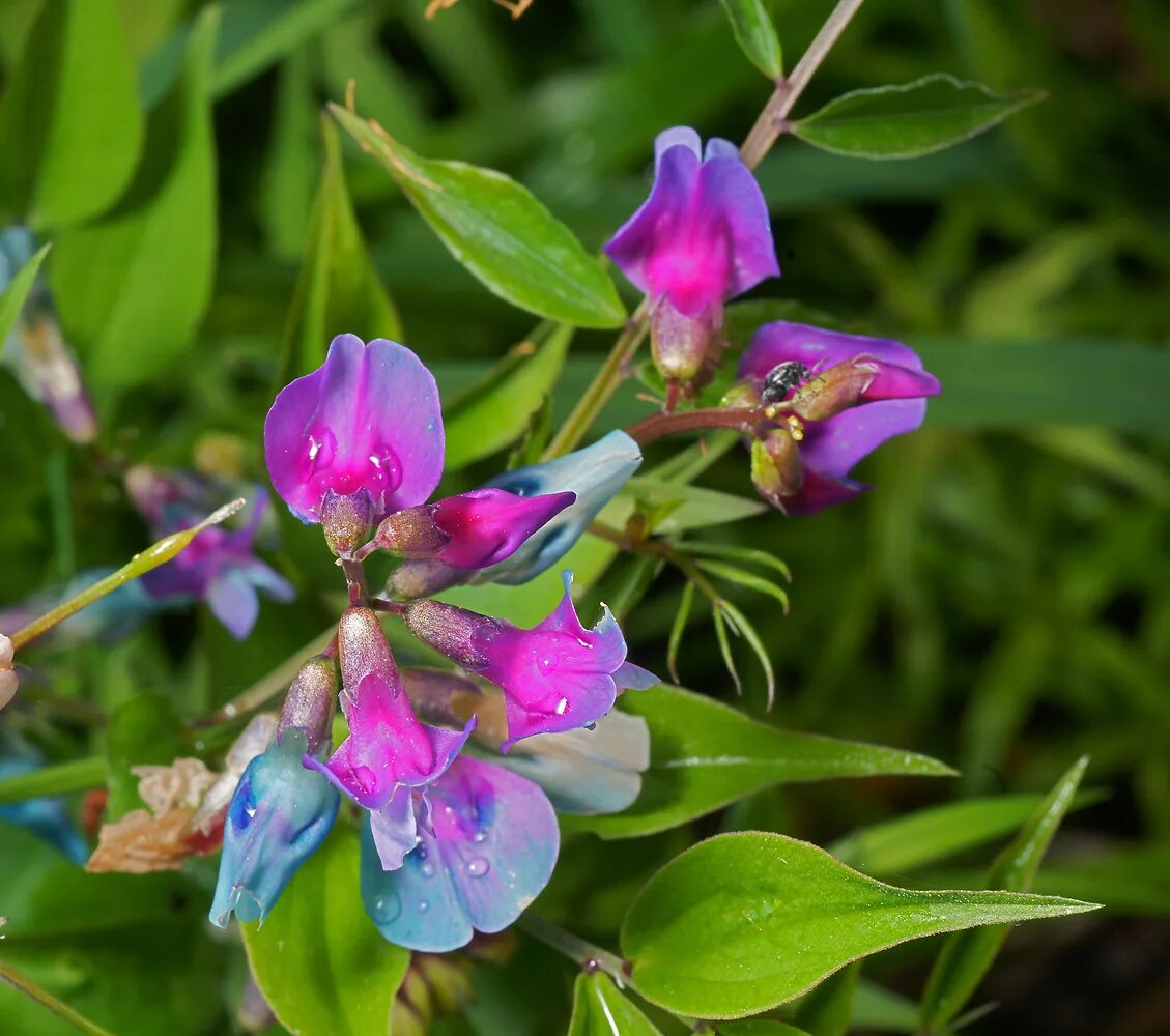 Чина Весенняя сочевичник. Чина Весенняя, сочевичник (Lathyrus vernus). Сочевичник весенний (Lathyrus vernus. Сочевичник весенний-Láthyrus vérnus. Покажи чина