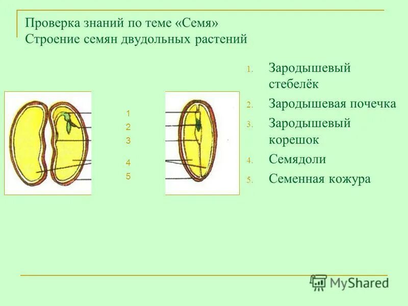 Строения семян двудолного растение. Строение семени зародышевая почечка. Строение двудольного семени. Фасоль семенная кожура зародышевый корешок почечка.