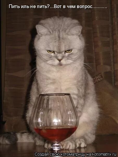 Перестаньте пить коньяк по утрам. Академики алкоголь дача. Пить холодную воду. Шутки про извращенцев. Продолжаю пить.