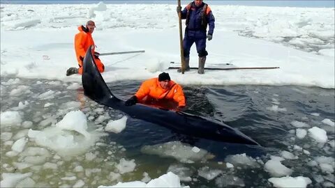 Застрявшие касатки в японском море
