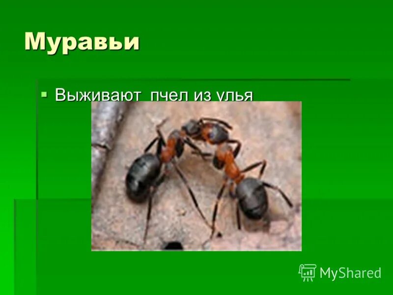 муравьи в теплице. лесной муравей и огородный сравнения. Pseudacteon. спасшийся муравей. спасшийся муравей.