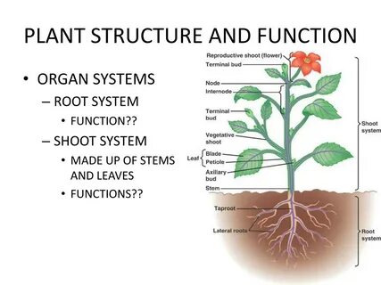 Plant me перевод