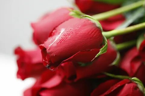 Букет бутонов розы