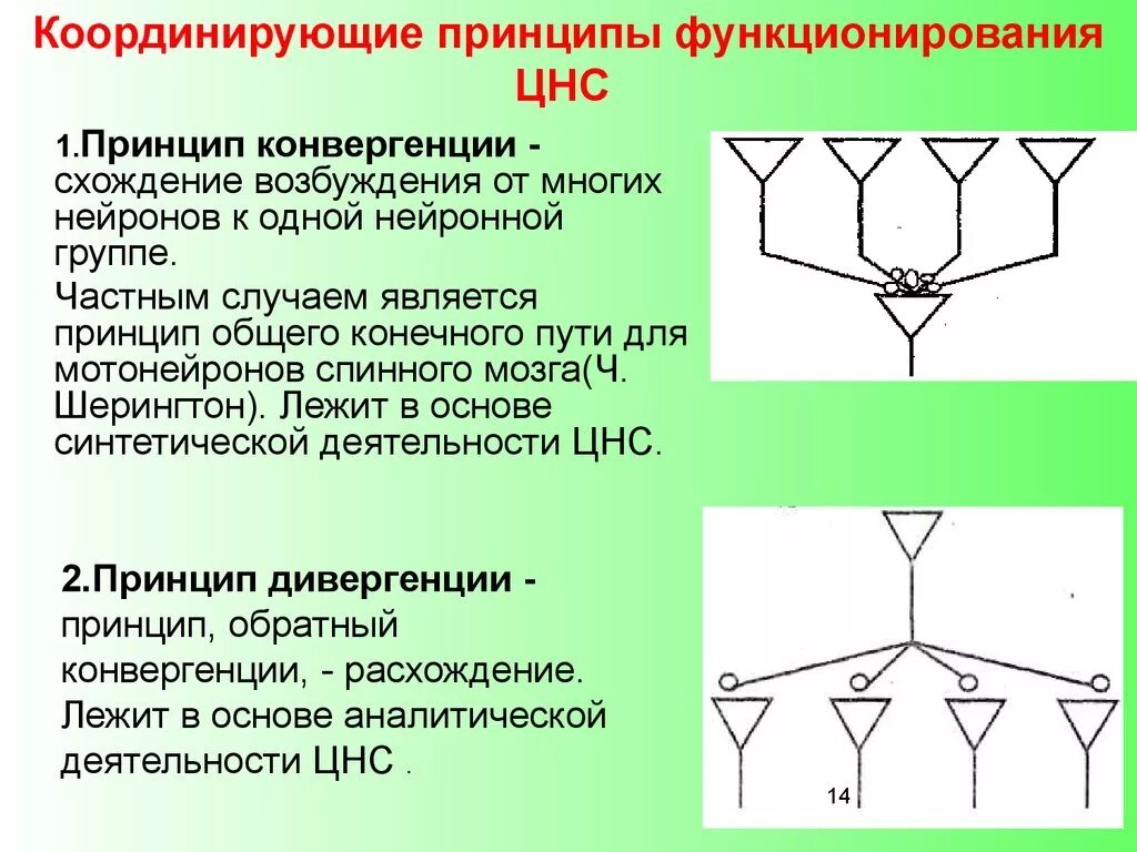 Принципы координации в ЦНС. Дивергенция физиология ЦНС. Принцип единства дивергенции и конвергенции физиология. Основные принципы координационной рефлекторной деятельности ЦНС. Дивергентный путь