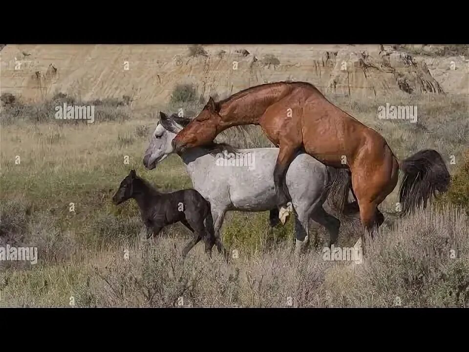 #HORSE# Horses, Baby horses, Beautiful horses