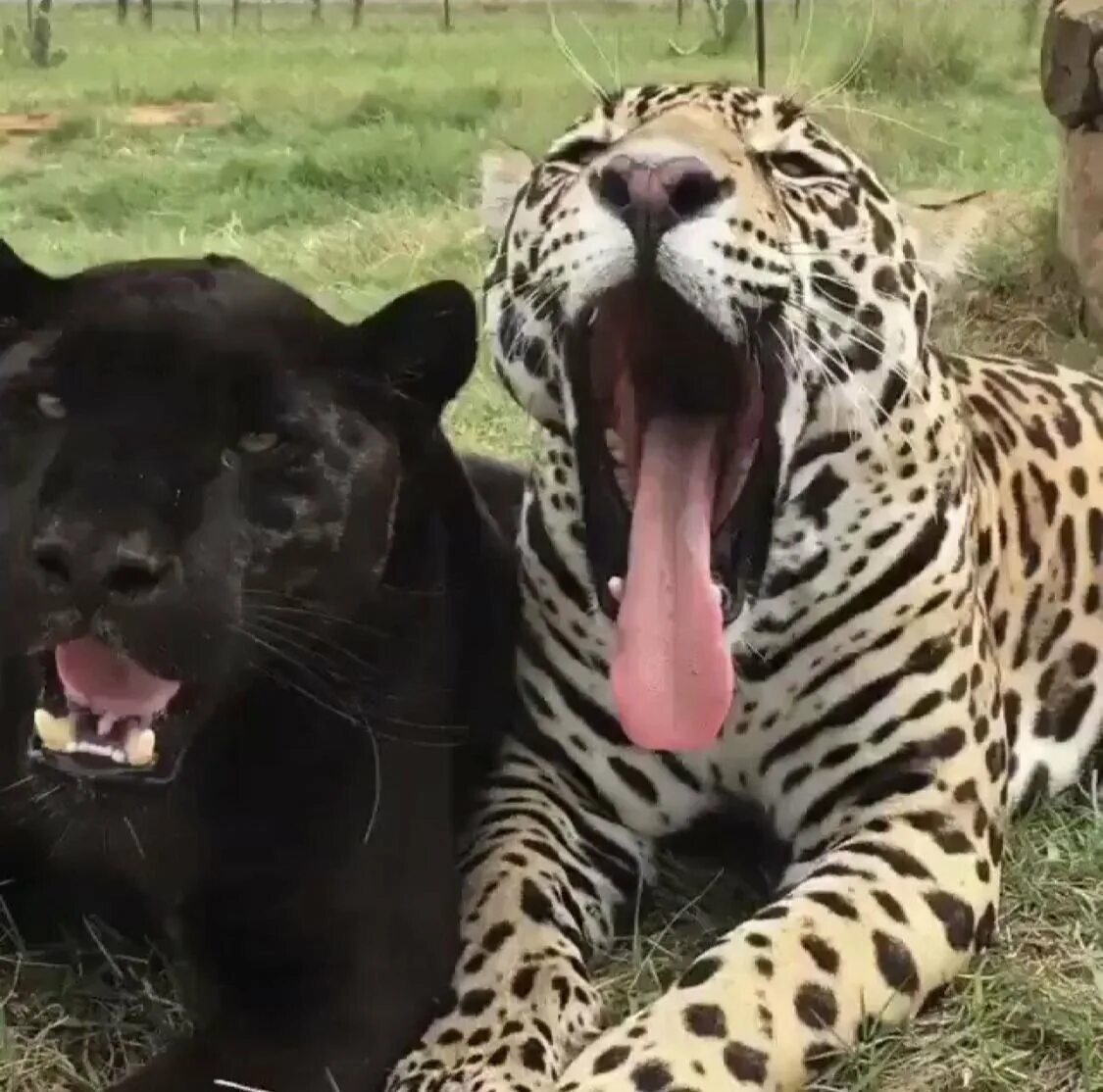 Пантера и леопард. Пантера это леопард или Ягуар. Лев, тигр, леопард Ягуар, пантера. Пума Ягуар пантера.