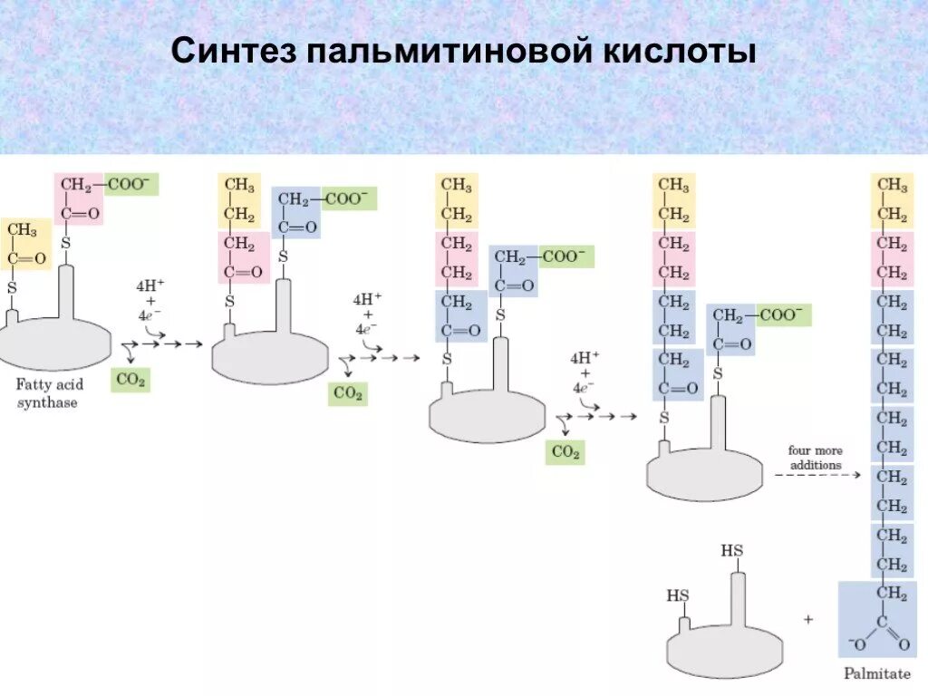 Синтез пальмитиновой. Синтез пальмитиновой кислоты. Этапы синтеза пальмитиновой кислоты. Синтез пальмитиновой кислоты реакции. Синтез пальмитиновой кислоты последовательность реакций.