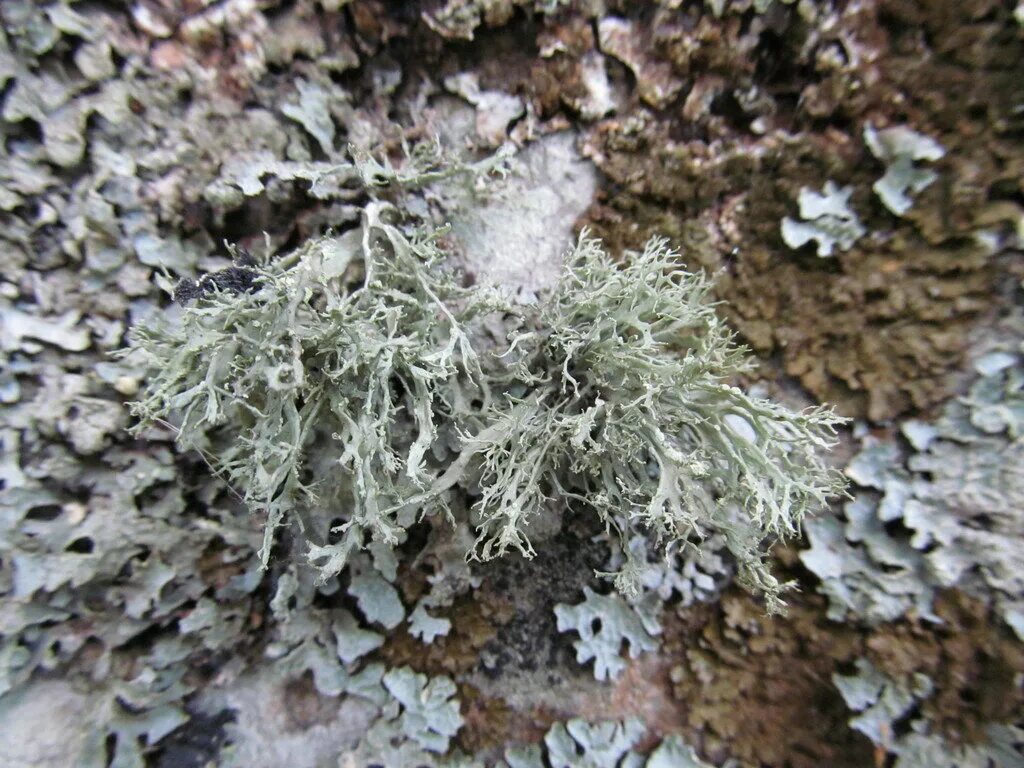 На какой стороне растет лишайник. Ramalina farinacea. Лишайниковый богомол. Степной лишайник. Лишайники Сахалина.