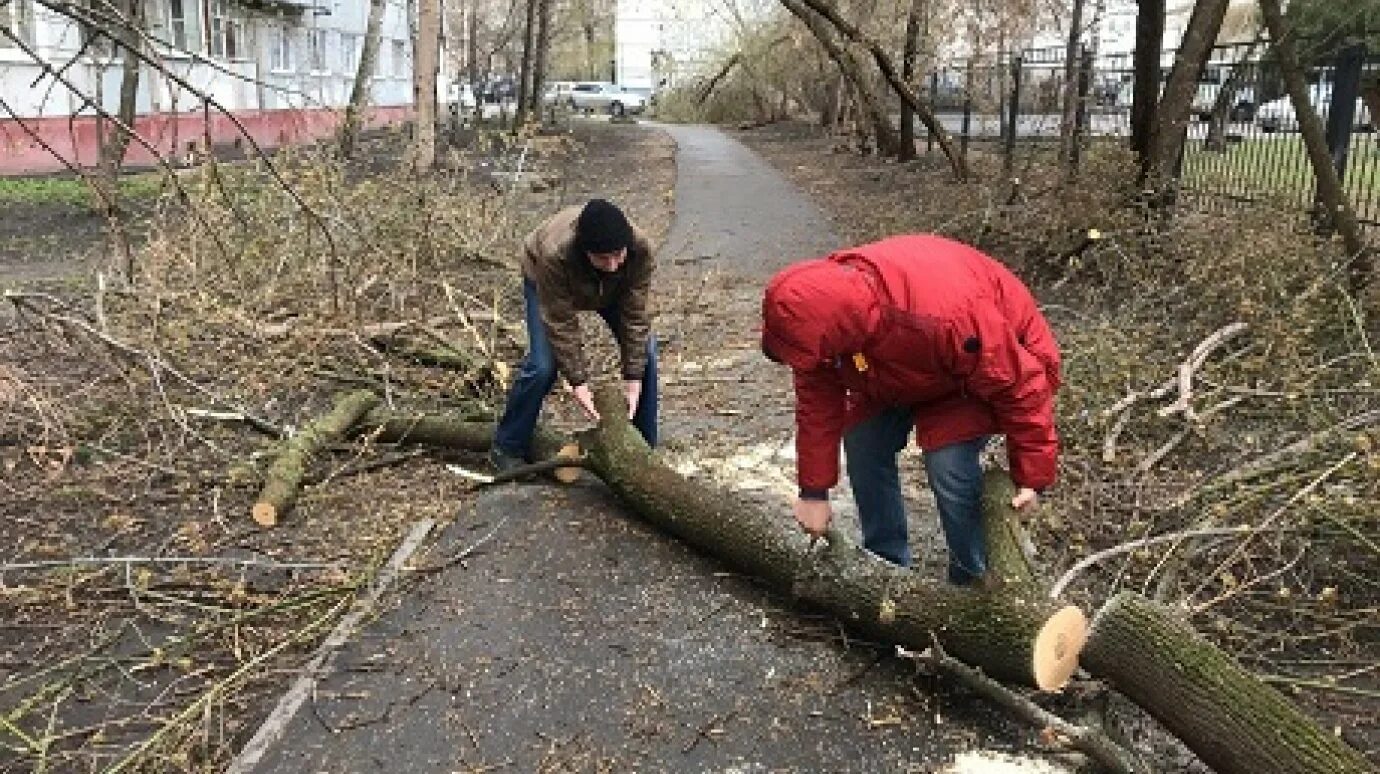 Пилящий деревья работники