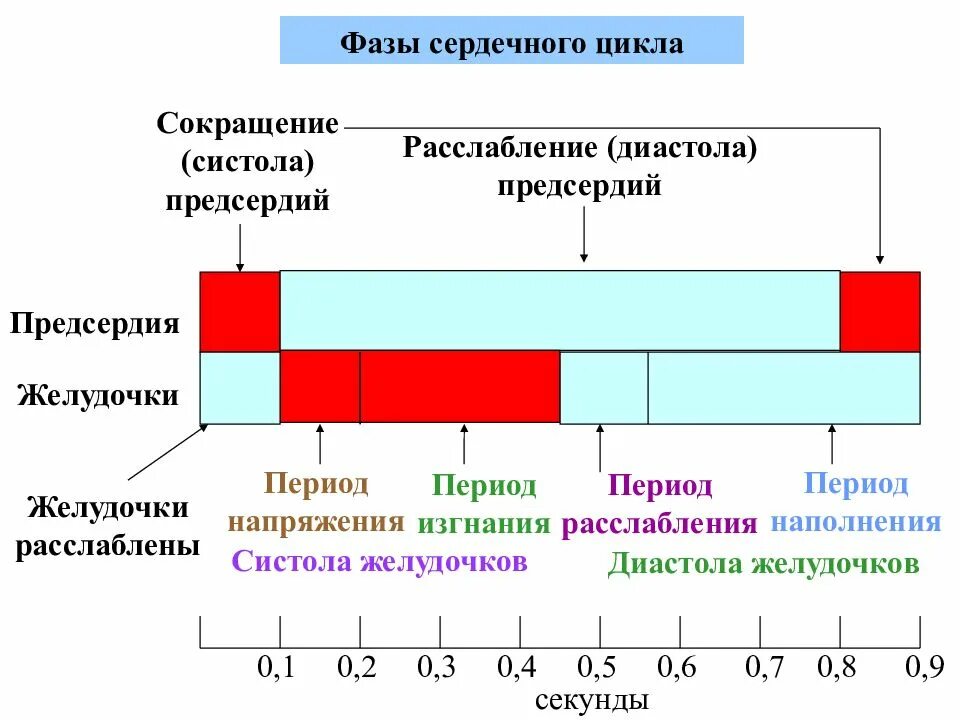 Фазы сердечного цикла схема физиология. Последовательность периодов и фаз сердечного цикла. Фазовая структура сердечного цикла таблица физиология. Периоды и фазы сердечного цикла таблица. Сокращение предсердий в сердечном цикле