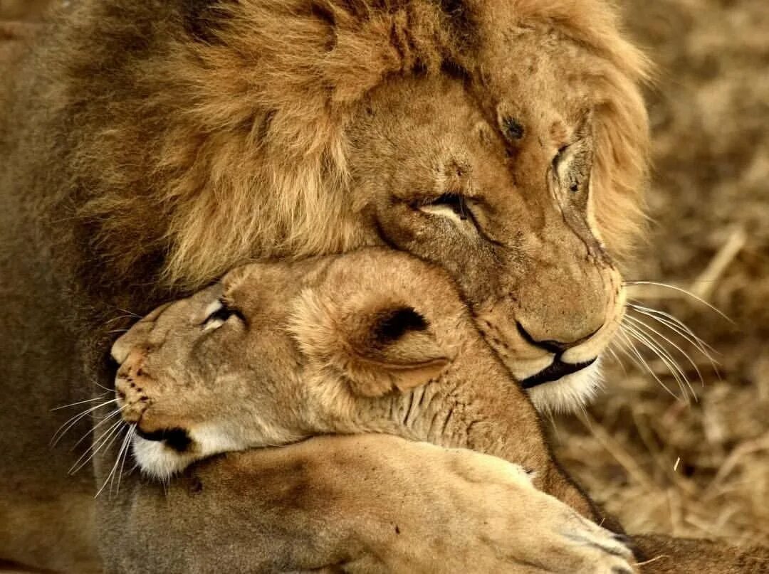 Лев и львица. Львы любовь. Лев обнимает львицу. Львы нежность. Скучаю лев