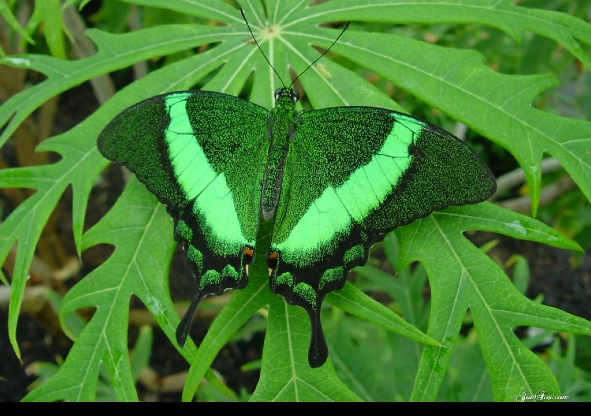 Super big butterfly. Изумрудная бабочка. Зеленая бабочка зеленушка. Emerald swallowtail. Butterfly green.