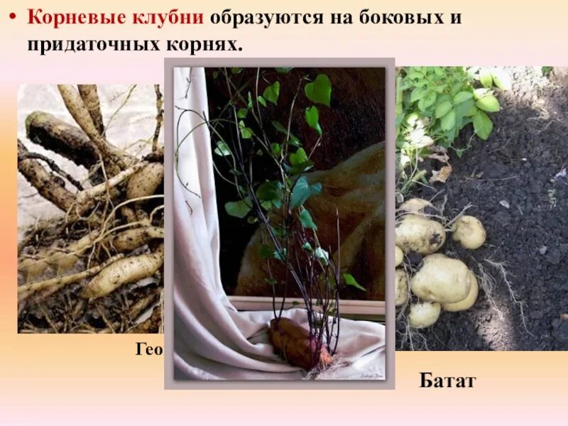Разнообразие видоизменений органов растений презентация